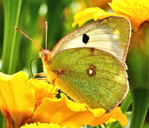Colias sp.